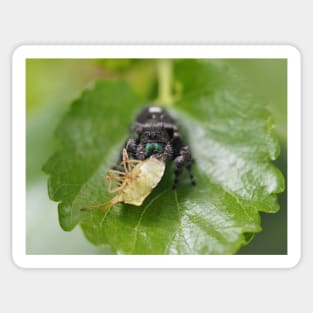 Phidippus audax (bold jumping spider) with prey (stinkbug) Sticker